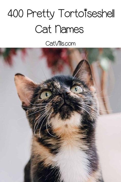 Cat That Looks Like A Dog, Calico Tortoiseshell Cat, Diluted Tortoiseshell Cat, Tortoise Shell Cats, Tortishell Cat Aesthetic, Kitten Tortoiseshell, Brown Cat Names, Grey Tortoiseshell Cat, Torti Cat