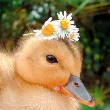 duckling | aesthetic | icons A Duck, Flower Crowns, Cottage, Animals