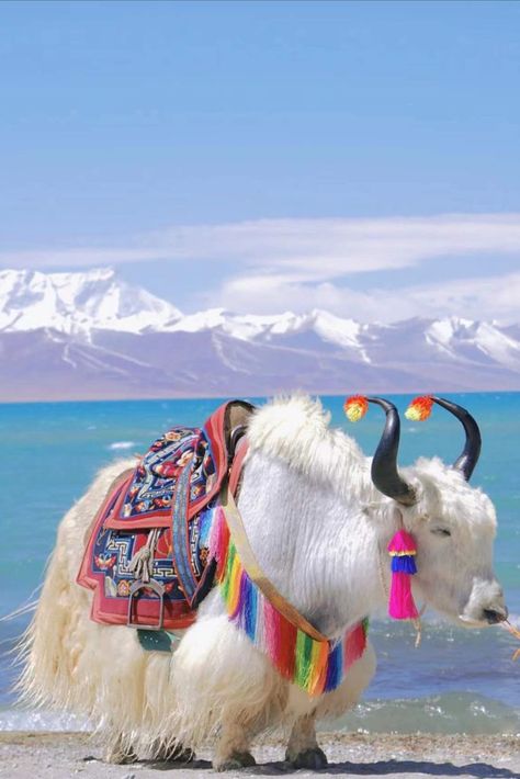 Namtso, which means ‘Heavenly Lake,’ is one of the “Three Sacred Lakes” in Tibet. It is also the highest lake in the world. Tibet Aesthetic, Tibet Landscape, Tibet Photography, Nepal Nature, Tibet Art, Tibet Travel, Us Friends, Asia Trip, Nepal Travel