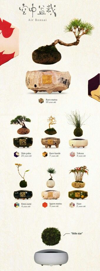 Bonsai Kit, Bonsai Mame, Useless Things, Mame Bonsai, Mini Bonsai, Indoor Bonsai, Floating Plants, Bonsai Trees, Bonsai Garden