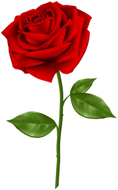 Rose Transparent Png, Red Rose Png, Rose Flower Png, Flower Background Images, Rosé Png, Rose Clipart, Rose Flower Pictures, Rose Flower Wallpaper, Rose Images