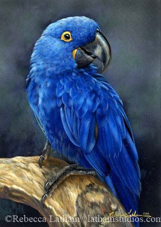 Rebecca Latham Blue And Gold Macaw, Bird Oil Painting, Blue Hyacinth, Parrot Painting, Blue Parrot, Tropical Illustration, Parrots Art, Wildlife Artwork, Realism Painting