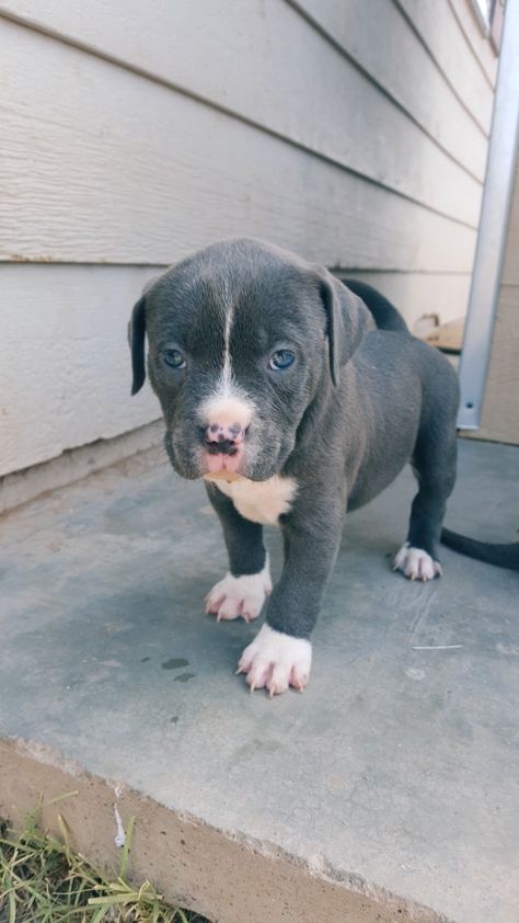 Female 5 weeks old pitbull pappy blue nose. Female Pitbull, Blue Pitbull, Pet Corner, Pitbull Puppy, Pitbull Lover, Pitbull Dog, Cute Dogs, Cute Animals, Puppies