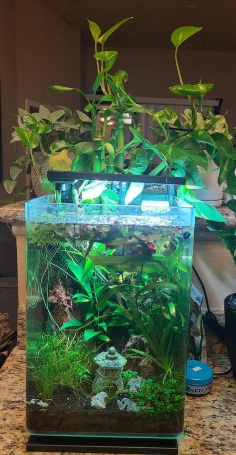 Pothos In Aquarium Fish Tanks, Pothos Fish Tank, House Plants In Fish Tank, Diy Aquarium Plant Holder, Aquarium Pothos, Pothos In Fish Tank, Pothos Aquarium, N'joy Pothos, Plant Holder Diy