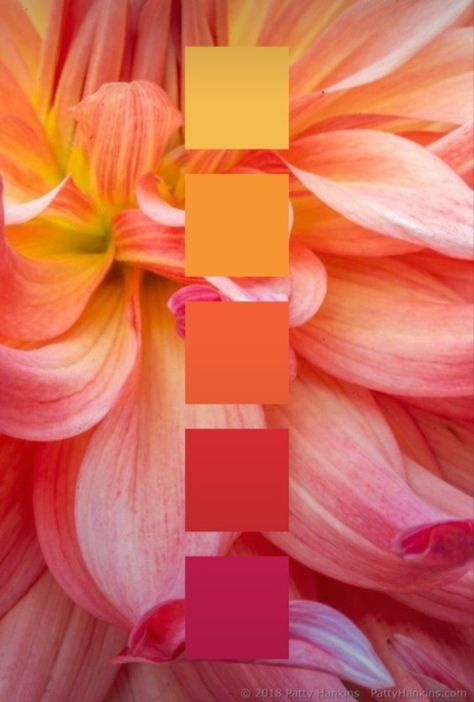 Beautiful Color Combinations Inspiration, Peach And Orange Color Palettes, Orange Pink White Color Palette, Spring Summer Palette, Pink Peach Orange Color Palette, Guava Color Palette, Groovy Colour Palette, Colors That Go With Coral, Color Palette 10 Colors