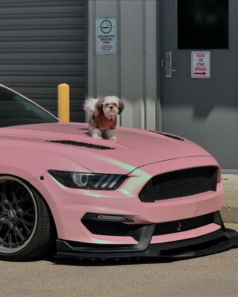 doing everything but car things lately 🙂‍↕️ ♡ ⚡️Tags: #mustang #mustangfanclub #mustanggt #mustangecoboost #mustangweek #s550mustang #s550only #stang #slammed #slammedenuff #slammedsociety #camber #jdm #musclecar #vinylwrap #stangsquad #mustangporn #mustangjuice #slammednation #stancenation #stancedaily #slammedlife #airliftperformance #esrwheels #tiktok #carspotting #carposting #pink #pinkaesthetic #tiktok #influencer Mustang Body Kit, Pink Mustang, June Dump, Tiktok Influencer, Is It Too Late, Texas Living, Mustang Ecoboost, Car Things, S550 Mustang