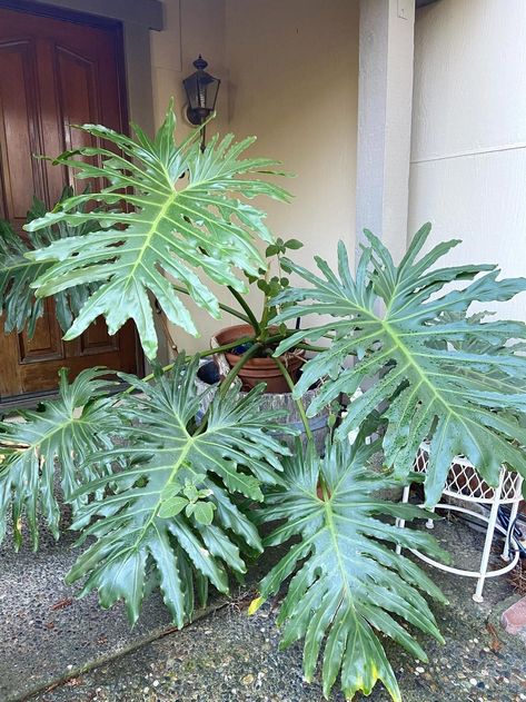 Socal Garden, Tree Philodendron, Philodendron Bipennifolium, Philodendron Pedatum, Philodendron Bipinnatifidum, Philodendron Elegans, Gorgeous Plants, Philodendron Plowmanii Silver, Shady Garden