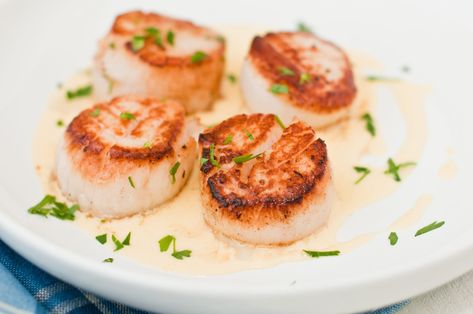 Pan-Seared Scallops with Sweet Corn Coulis Recipe Tuna Loin, Coulis Recipe, Pan Seared Scallops, Corned Beef Brisket, Spiced Drinks, Tomato Basil Sauce, Albacore Tuna, Seared Scallops, Corn Beef And Cabbage