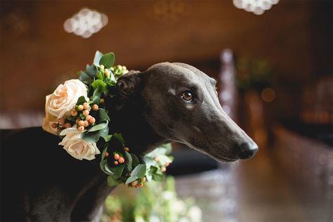 Winter Wedding Bouquet, Photos With Dog, Winter Wedding Flowers, Wedding Pets, Dog Flower, Dog Wedding, Decoration Idea, Flower Crowns, Winter Dog