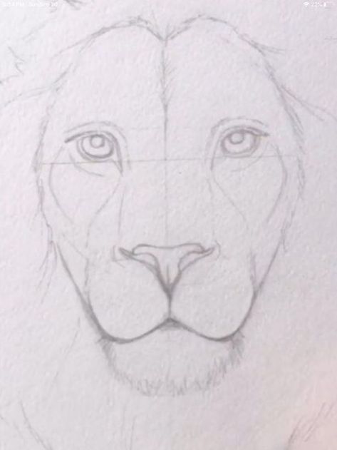 Lion Nose Drawing, How To Draw A Lion Face, Lion Head Drawing Sketches, Loin Drawings, Lion Drawing Realistic, Lion Sketch Simple, Lion Sketch Pencil, Lion Eyes Drawing, Male Lion Drawing