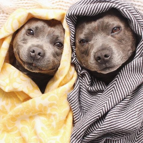 10 Hilariously Literal Names For Pit Bulls Funny Pitbull Quotes, Silly Pitbulls, Pit Bulls, Pitbulls In Pajamas, Pittbulls Dogs Angry, Dog Wrap, Pitbull Pictures, Pitbull Mom, Pitbull Lover