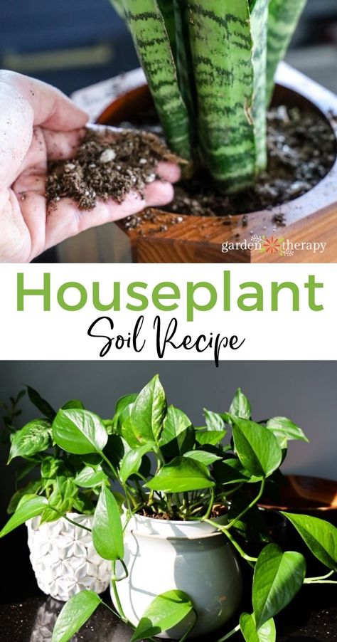 Soil Recipe, Indoor Tropical Plants, Snake Plant Care, Garden Therapy, Household Plants, Plant Care Houseplant, Inside Plants, Growing Plants Indoors, Indoor Plant Care