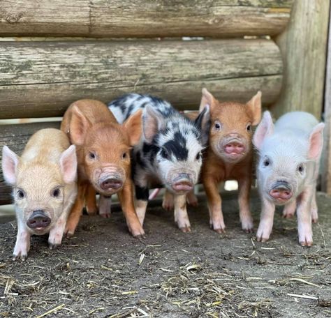 Teacup Pigs Full Grown, Pig Pens, Micro Piglets, Tiny Pigs, Miniature Pigs, Micro Pigs, Mini Animals, Chicken Coup, Pig Pen