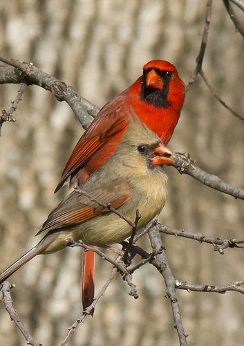 Painting Cardinals, Red Bird Painting, Female Cardinals, Cardinal Pictures, Cardinal Birds Art, Cardinal Couple, Bird Drawing, Northern Cardinal, Bird Photos