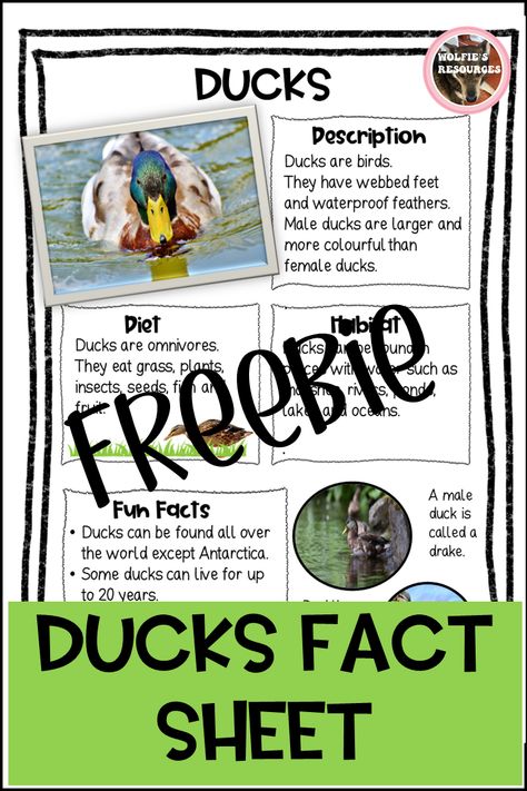 Duck Life Cycle Free Printable, Duck Life Cycle Preschool, Duck Life Cycle, Facts About Ducks, Farmer Duck, Life Cycles Preschool, Farm Facts, Tame Animals, Pond Animals