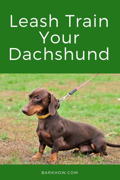 How to Leash Train Your Dachshund Tips for helping to train your Dachshund to walk on a leash. Dachshund Tips, Dachshund Training, Training Puppy, Puppy Leash, Agility Training For Dogs, Dog Advice, Easiest Dogs To Train, House Training Dogs, Daisy Mae