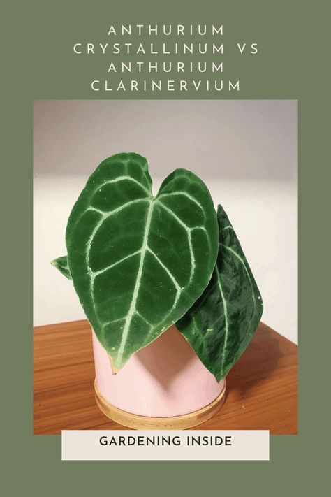 Anthurium Crystallinum and Anthurium Clarinervium are among the most popular houseplants you will love to grow indoors. Both these plants will surprise you primarily due to their appealing look and the beautiful nature. #plant #care #ANTHURIUMCRYSTALLINUM #VS #ANTHURIUMCLARINERVIUM #difference Anthurium Crystallinum, Anthurium Clarinervium, Garden Help, Growing Indoors, Plant Care, Beautiful Nature, Plant Leaves, To Grow, Most Popular