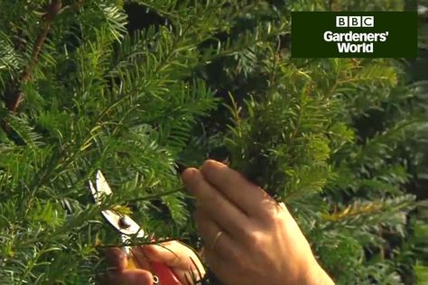 Watch this quick video clip with Monty Don, as he shows you how to take yew cuttings for more of these gorgeous evergreen plants, on gardenersworld.com. Yew Shrub, Evergreen Hedge, Monty Don, Hedging Plants, Evergreen Plants, Cold Frame, New Roots, Plant Cuttings, Propagating Plants