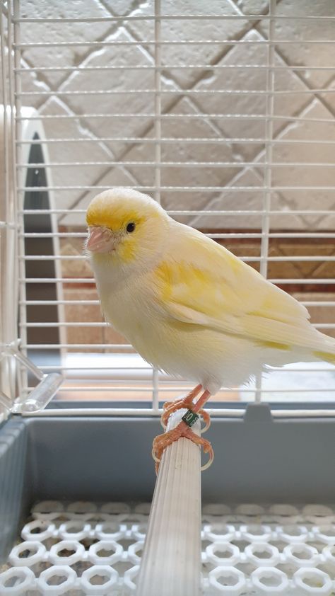 Canaries Bird Pets, Canary Aesthetic, Canary Singing, Canary Birds, Instruments Art, Pet Bird, Pretty Birds, Birdy, Beautiful Dolls