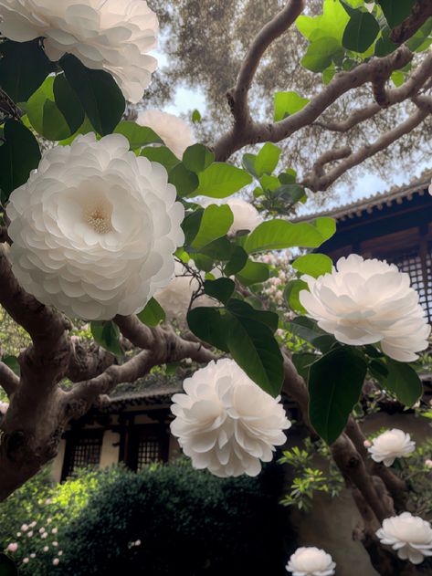 Desktop Layout, Flower Language, White Camellia, Strange Flowers, Visual Board, Printed Circuit, Printed Circuit Board, Camellia Flower, Most Beautiful Flowers