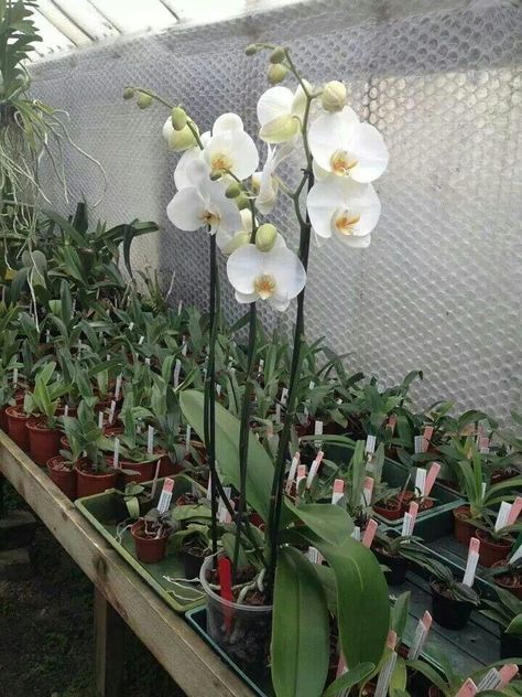 Phalaenopsis White Wonder from Burnham orchid nurseries Orchid Nursery, Orchid Greenhouse, Outdoor Greenhouse, Magic Garden, Phalaenopsis Orchid, Nurseries, Orchids, Nursery, Wonder