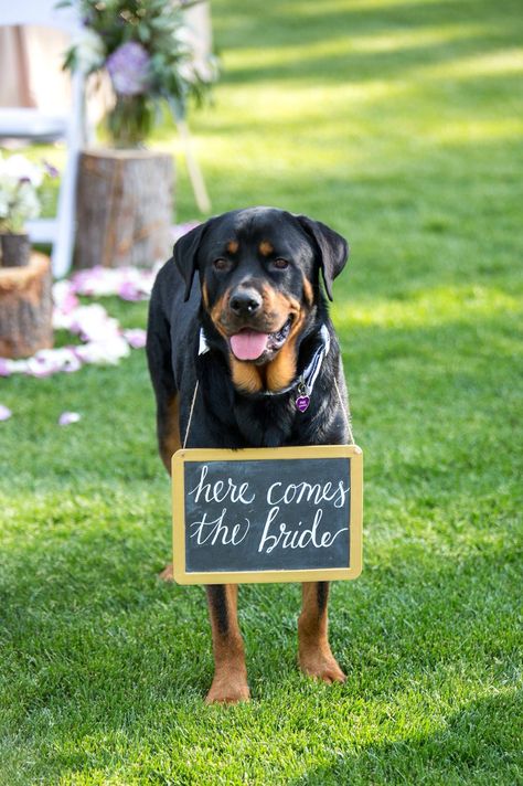 Rottweiler Wedding, German Dog Breeds, Rottweiler Lovers, Rottweiler Love, Bulldog Breeds, Dog Exercise, Rottweiler Puppies, Rottweiler Dog, Wedding Pets