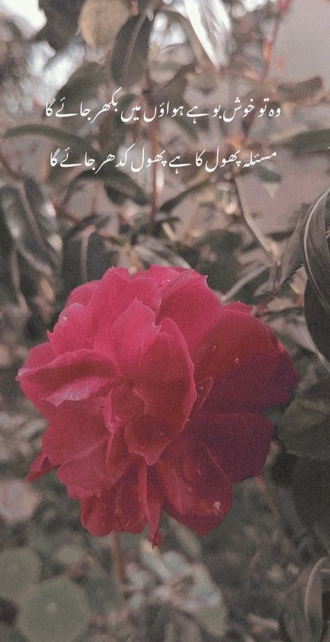 Flower, urdu poetry. Urdu Poetry About Flowers, Flower Urdu Poetry, Urdu Poetry On Flowers, Shayari On Flowers In Urdu, Poetry On Flowers In Urdu, Gulab Quotes, Urdu Poetry For Friends, Rose Flower Quotes, Rose Poetry