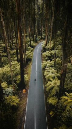 Drive among trees. Nature road.  Drive among trees. Nature road. | Drone photography ideas | Drone photography | Drones for sale | drones quadcopter | Drones photography | #aerial #dronephotography Perjalanan Kota, Nature Photography Trees, Aerial Photography Drone, Beautiful Roads, Landscape Photography Tips, Photography Beach, Tree Photography, Drone Photos, Geek Culture