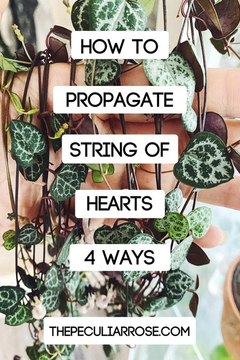 String Of Hearts Care Tips, Propagation Ideas, Chain Of Hearts Plant, Gardening Kit Gift, Propagation Methods, String Of Hearts Plant, Chain Of Hearts, String Of Hearts, Plant Parent