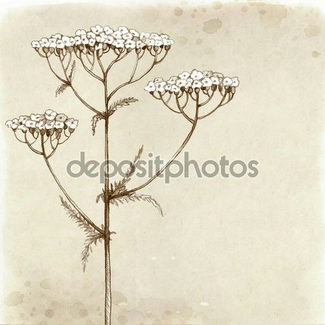 Field Drawing, Yarrow Flower, Botanical Sketchbook, Black And White Google, Goddess Tattoo, Drawing Black, Drawing Drawing, Flower Tattoo Designs, Background Vintage