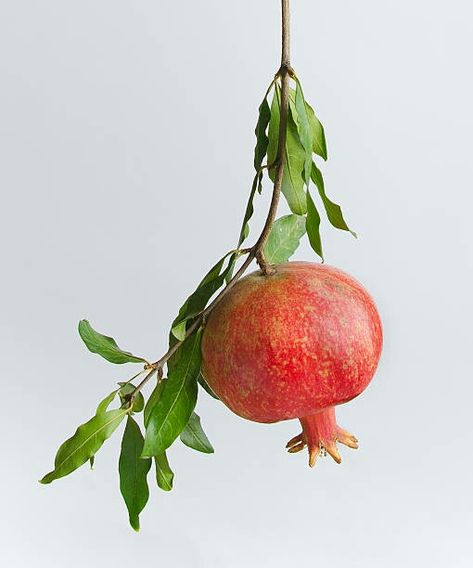 Plants Reference Photos, Pomegranate Reference, Pomegranates Aesthetic, Plant Reference Photos, Fruit Reference Photo, Fruit On Branch, Pomegranate Photo, Pomegranate Photography, Pomegranate Blossom