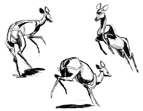 Deer Jumping & Running Animal Anatomy Drawing, Deer Anatomy, Deer Drawings, Running Drawing, Deer Sketch, Deer Drawing, Deer Running, Deer Illustration, African Theme