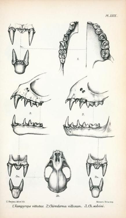 Bat Teeth, Bat Anatomy, Teeth Drawing, Anatomy Lessons, All Crafts, Animal Teeth, Animal Character, Printable Animals, Medical Anatomy