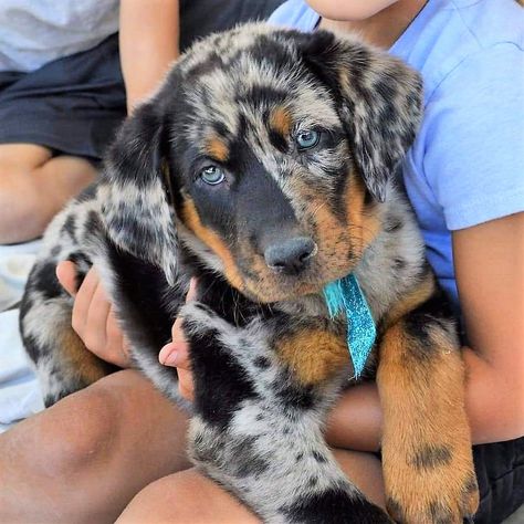 Beauceron Dog Harlequin, Beauceron Harlequin, Beauceron Puppy, French Shepherd, Beauceron Dog, Isabella Grace, Puppy Things, Herding Dogs Breeds, Very Cute Puppies