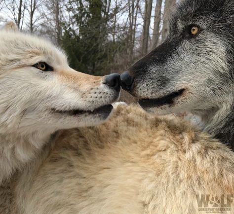 Wolf Conservation Center on Twitter: "🐺 CAPTION THIS! 🐺 https://t.co/hXdN9G3e3a" / Twitter Wolf Poses, Wolf Conservation Center, Wolf Images, Dog Motif, Wolf Photos, Wolf Love, Wolf Pictures, Caption This, Beautiful Wolves