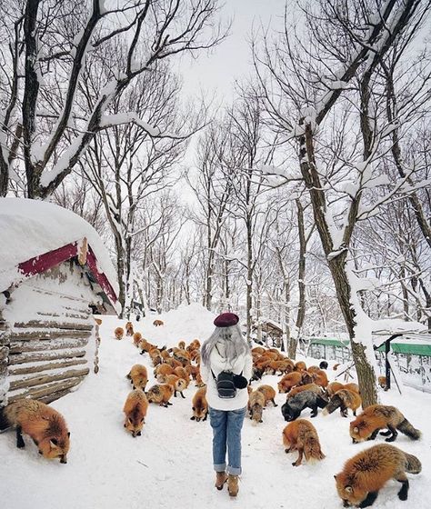 Fox Village Japan, Village Japan, Miyagi Prefecture, Chalet House, Places In Japan, Japan Picture, Miniature Horses, Bali Island, Porto Rico