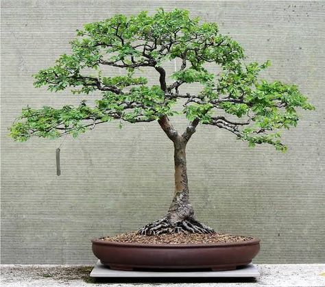 Ficus Bonsai Tree, Chinese Elm Bonsai, Elm Bonsai, Chinese Tree, Bonsai Mini, Bonsai Tree Care, Bonsai Techniques, Indoor Bonsai Tree, Bonsai Ideas