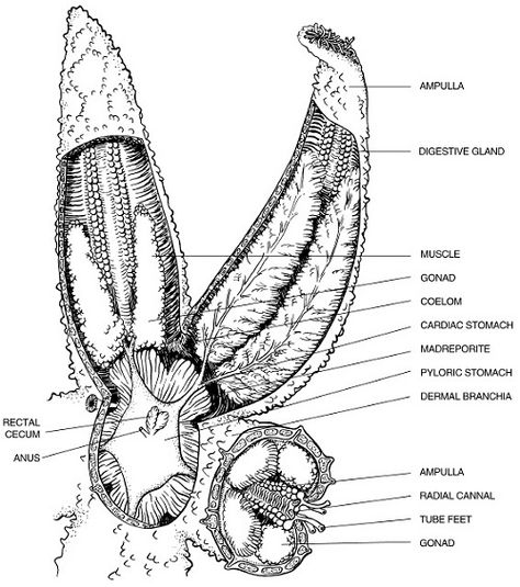 starfish cross sections b/w Starfish Anatomy, Stella Marina, Illustration Ideas, Scientific Illustration, Homeschool Science, Marine Biology, Zoology, College Life, Starfish