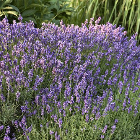 Sweet Shoppe™ - Lavandula Hidcote - Lavandula angustifolia | Proven Winners Lavandula Hidcote, Hidcote Lavender, Red Creeping Thyme, Feather Reed Grass, Lavender Plants, Full Sun Plants, Best Perennials, English Lavender, Border Plants