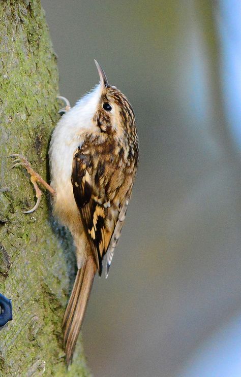 Birds Pet, Birds Beautiful, British Birds, British Wildlife, Wild Creatures, Bird Watcher, Nature Birds, Bird Sculpture, All Birds