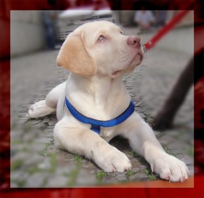 Hummer 2 1/2 months old: Hummer is a gorgeous labrador puppy with brown nose and eyes rims. His sire is choco and his dam too.The genetic where 2 of grandparents are yellow, produces Dudley Labrador, Old Labrador, Labrador Puppy Training, 2 Months Old, Black Puppy, Dog Rocks, Labrador Retriever Puppies, Puppy Play, Lab Puppies