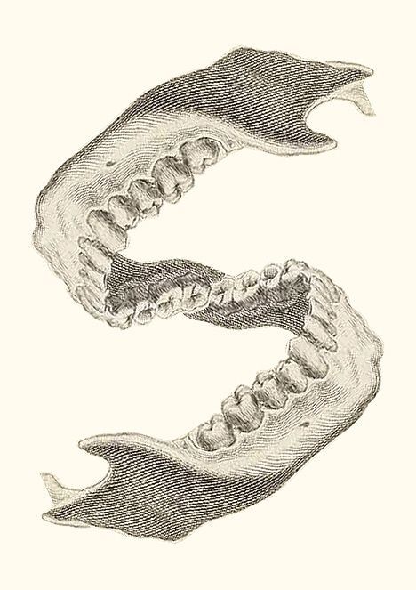 Teeth Illustration, Anatomy Tattoo, Dentist Art, Teeth Drawing, Medical Drawings, Tooth Tattoo, Art Anatomy, Dental Hygiene School, Dental Anatomy