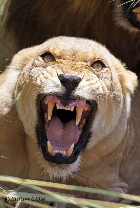 Savage Animals, Angry Animals, Gato Grande, Lion Images, Lion Pictures, Large Cats, A Lion, Wildlife Animals, Animal Planet