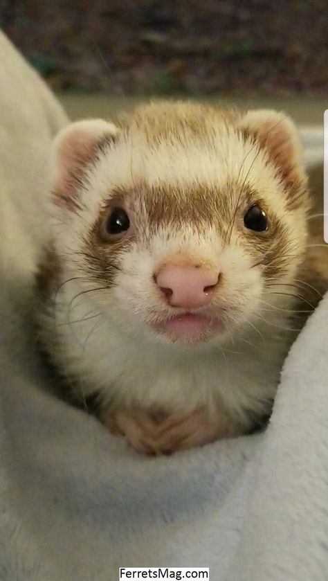 Angora Ferret, Ferret Pictures, Baby Ferrets, Funny Ferrets, A Ferret, Pet Ferret, Long Cat, Cute Ferrets, Human Babies