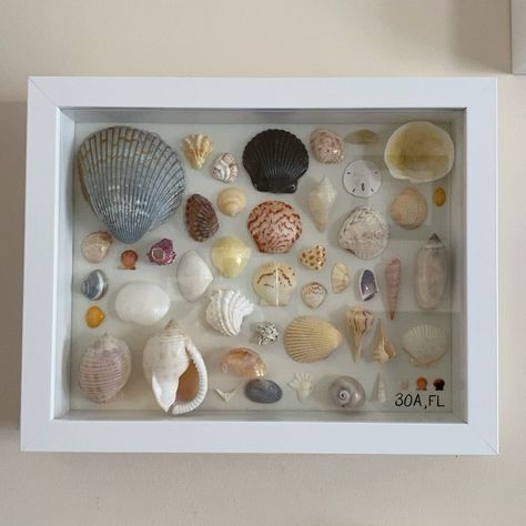 Shell Keepsake Ideas, Shadow Box With Shells, Shell Shadow Box Ideas, Sea Shell Shadow Box, Seashell Shadow Boxes, Seashell Ideas, Seashell Art Diy, Seashell Frame, Shell Display