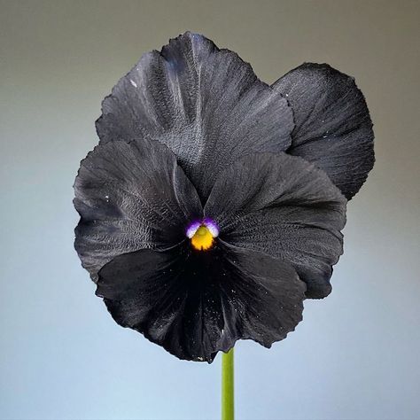 Brenna Estrada | Pansy ‘Black Devil’ #threebrothersblooms #flowerfarmer #pansies #violas #blackpansies #blackflowers #blackflorafriday #thepansyreimagined… | Instagram Pansies Aesthetic, Black Pansy, Black Devil, Flower Farmer, Spiritual Artwork, Cut Flower Garden, Below The Surface, Black Flowers, Pansies