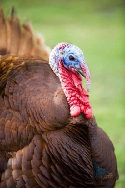 Wanting to raise bourbon red turkeys? You have come to right right place. You will be presently surprised with the friendliness of the breed and how much fun turkeys can be. Turkey Chicks, Bourbon Red Turkey, Aesthetic Bird, Bronze Turkey, Pet Turkey, Wild Turkey Recipes, Ceramic Turkey, Raising Turkeys, Turkey Farm