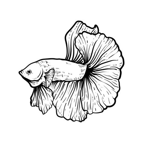 Sketch hand drawn betta fish | Premium Vector #Freepik #vector #fish #animal #sketch #illustration Betta Fish Illustration, Betta Fish Sketch, Beta Fish Painting, Betta Fish Drawing, Beta Fish Drawing, Betta Tattoo, Betta Fish Tattoo, Fish Outline, Fish Sketch