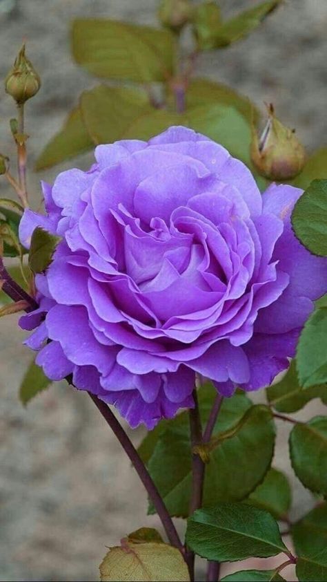 Rose Belle, Beautiful Flowers Garden, Pretty Roses, Beautiful Flowers Wallpapers, Beautiful Rose Flowers, Purple Rose, Beautiful Flowers Pictures, Exotic Flowers, Purple Flower