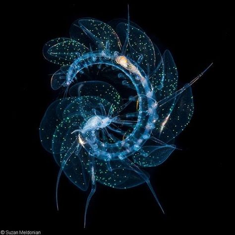 Cool Sea Creatures, Deep Sea Life, Light Codes, Deep Sea Creatures, Sea Slug, Beautiful Sea Creatures, Underwater Creatures, Deep Sea Fishing, Pretty Animals